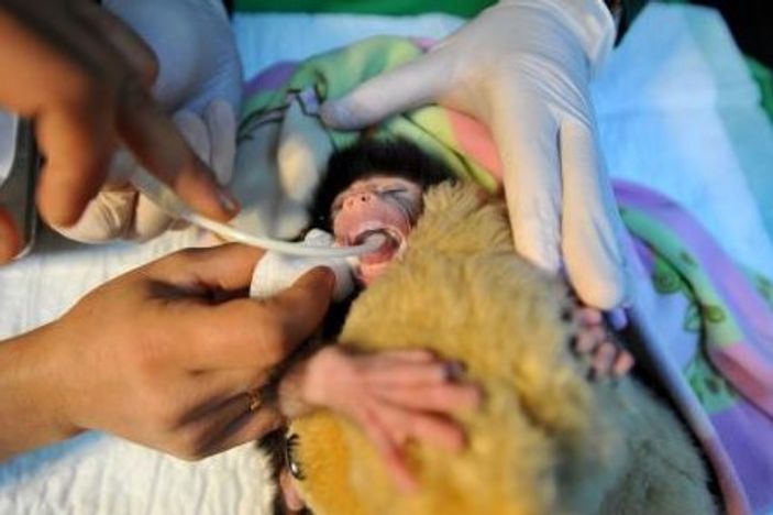 Annesinin terk ettiği yavru babun peluş ayıdan ayrılmıyor