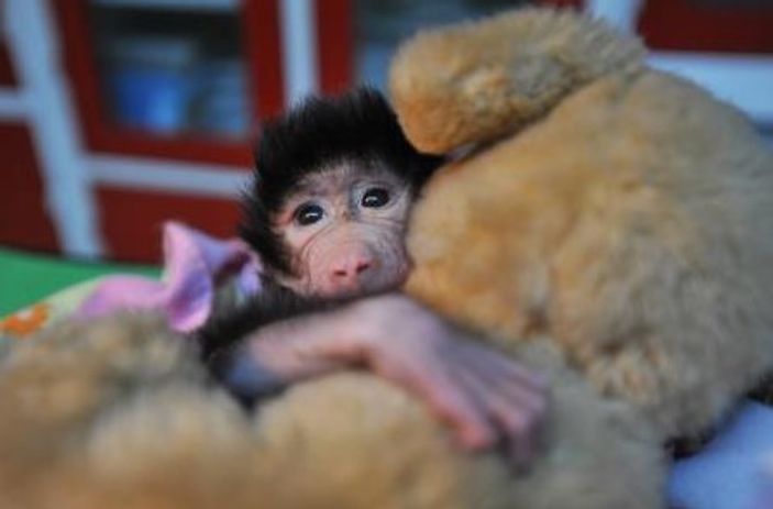 Annesinin terk ettiği yavru babun peluş ayıdan ayrılmıyor