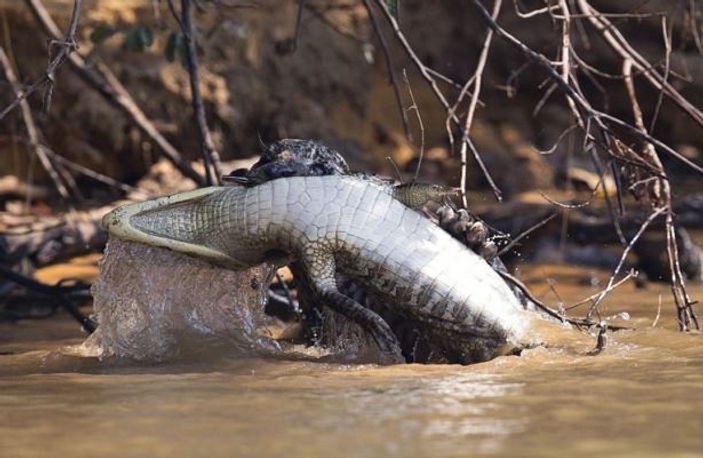 Timsah avcısı jaguar iş başında