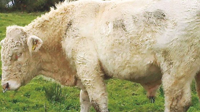 Eşcinsel eğilimler gösteren boğa mezbahaya gönderildi