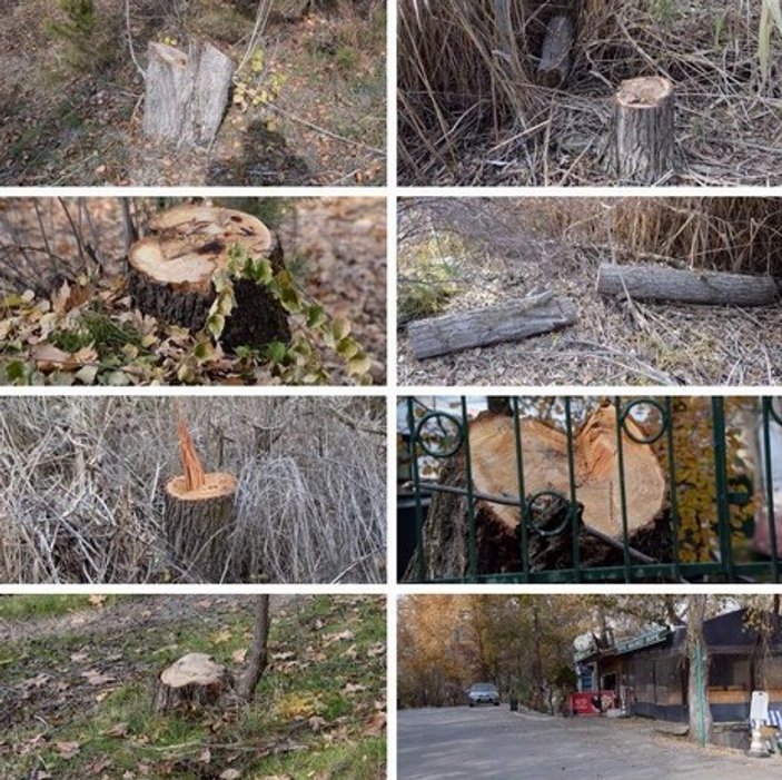 ODTÜ restoran için Eymir'de ağaç katliamı yaptı