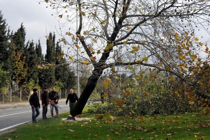 Yalova Belediyesi 180 ağaç kesti