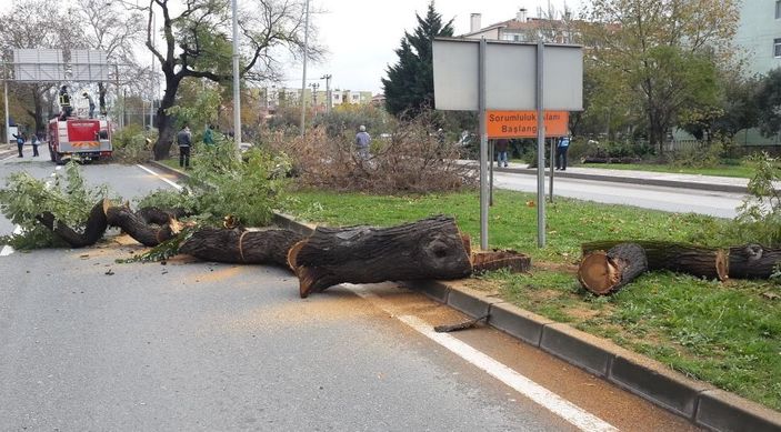 Muharrem İnce ağaç katliamı için açıklama yapacak