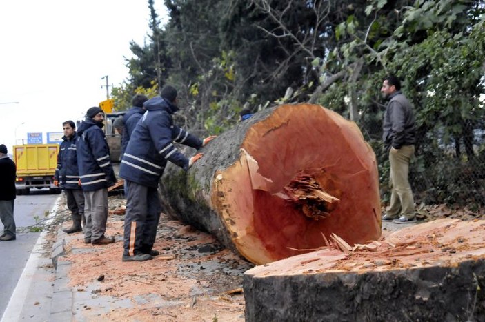Muharrem İnce'den ağaç katliamı için açıklama