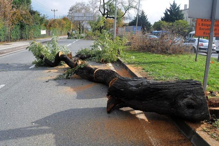 Muharrem İnce ağaç katliamı için açıklama yapacak