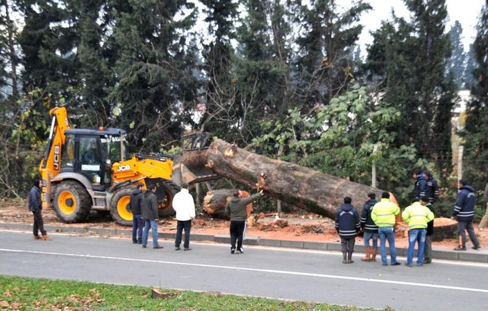 Yalova'da kesilen ağaçlar ihtiyaç sahiplerine dağıtılacak