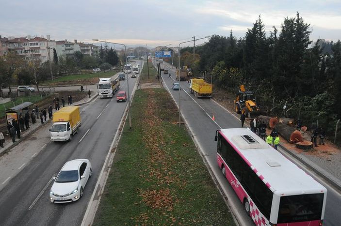 Yalova'da kesilen 180 ağacın ardından..