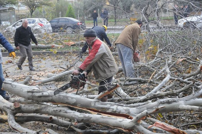 Yalova'da kesilen ağaçlar ihtiyaç sahiplerine dağıtılacak