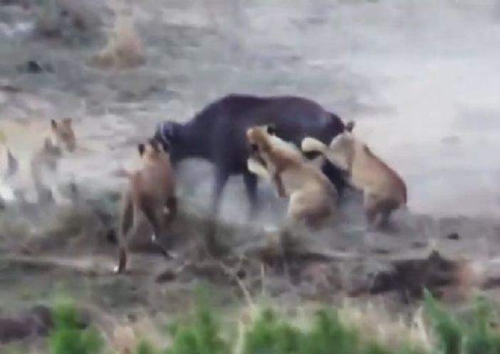 Aslanlara karşı manda dayanışması İZLE