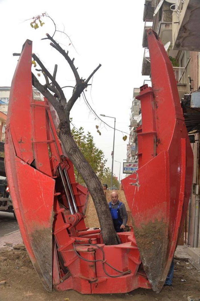 Manisa'da ağacı kesmek yerine başka bir yere taşıdılar İZLE