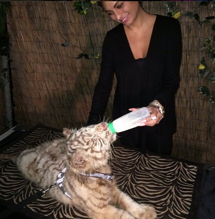 Süreyya Yalçın kaplanı biberonla besledi