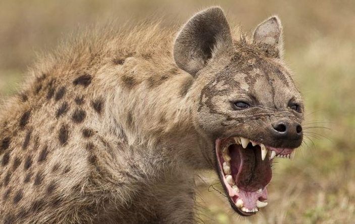 Doğanın acımasız katilleri sırtlanlar İZLE