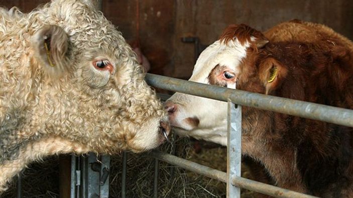 İrlandalı eşcinsel boğa mezbahadan kurtarıldı