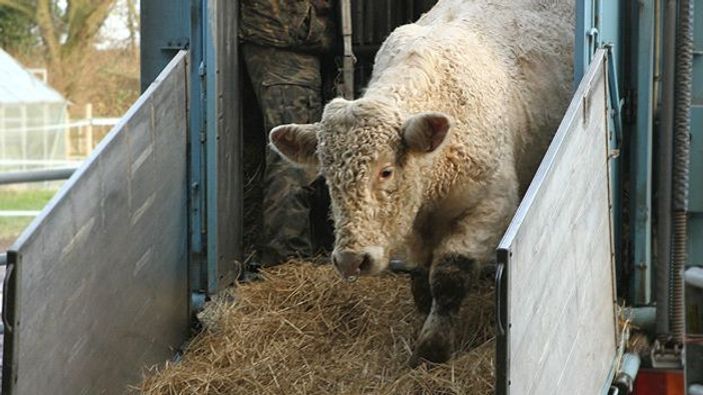İrlandalı eşcinsel boğa mezbahadan kurtarıldı