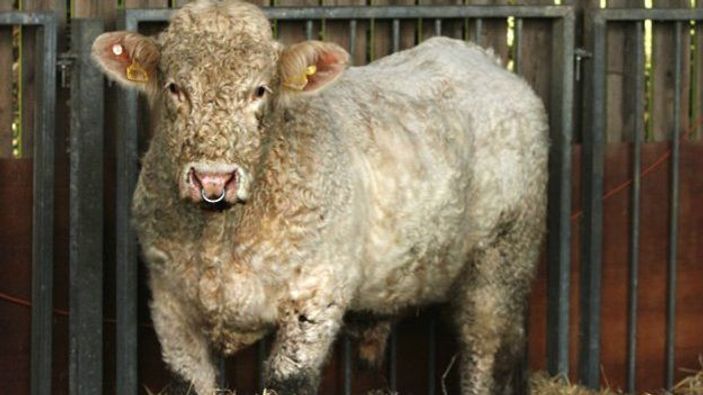 İrlandalı eşcinsel boğa mezbahadan kurtarıldı