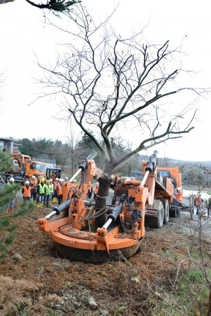 Türkiye'nin en büyük ağaç taşıma operasyonu görüntülendi