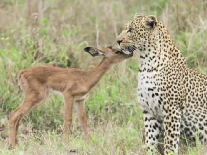 impala-leopar