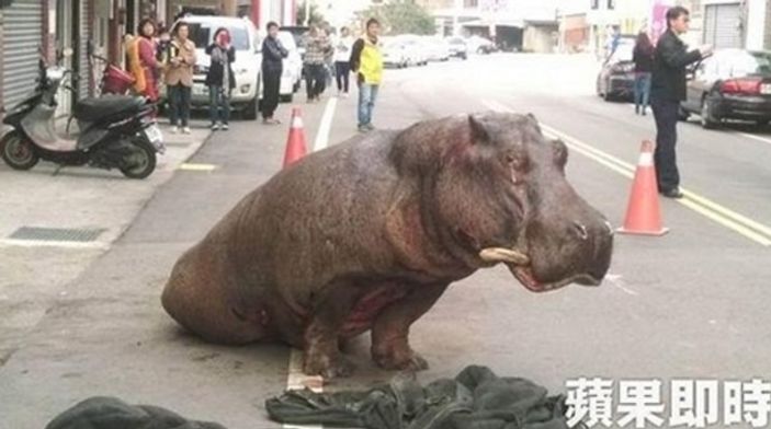 Kamyondan atlayan hipopotam yaralandı