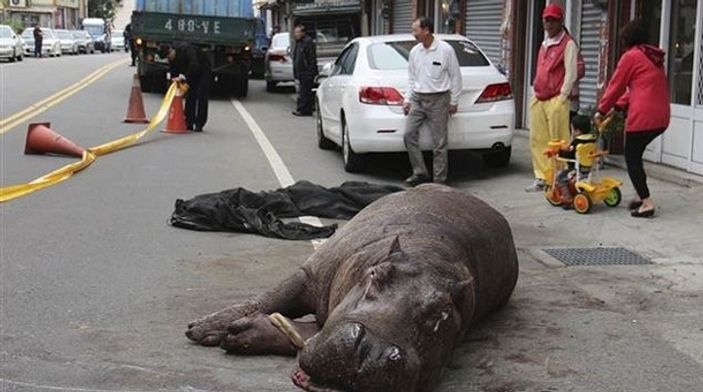 Kamyondan atlayan hipopotam yaralandı