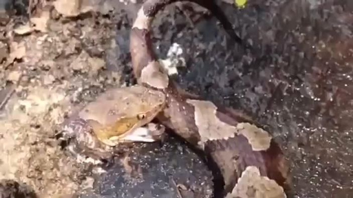 Kafası kesilen yılan kendini ısırdı İZLE