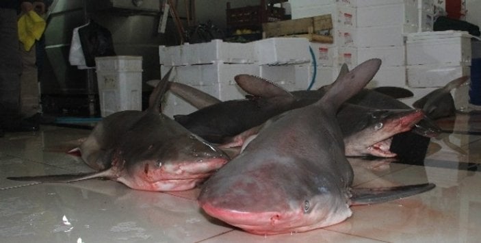 Adanalı balıkçılar Akdeniz'de 7 köpek balığı yakaladı