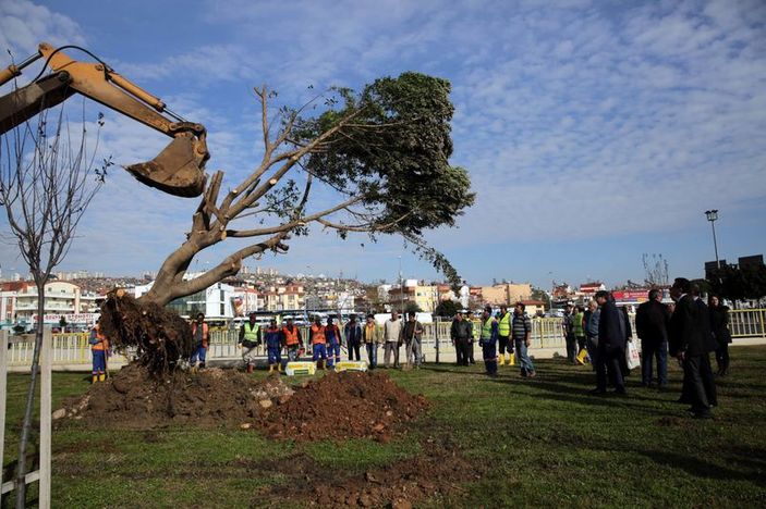 Antalya'da ağaçlar kesilmek yerine söküldü