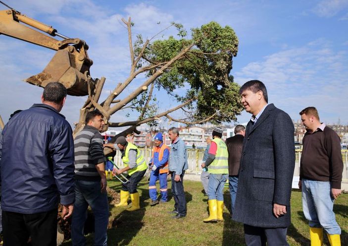 Antalya'da ağaçlar kesilmek yerine söküldü