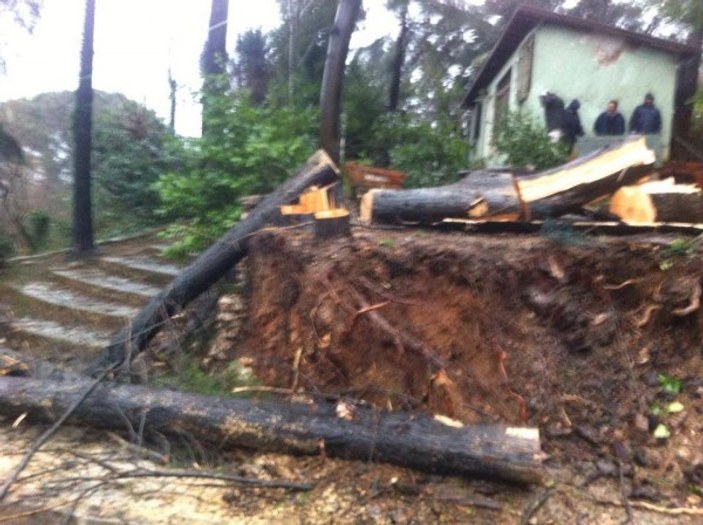 Sarıyer Belediyesi 50 yıllık ağaçları kesti
