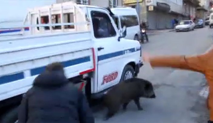 Samsun'da şehir merkezine domuz indi