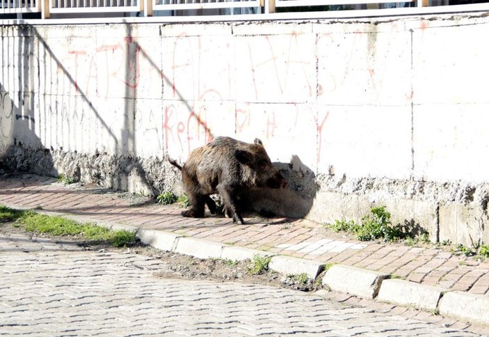 Samsun'da şehir merkezine domuz indi