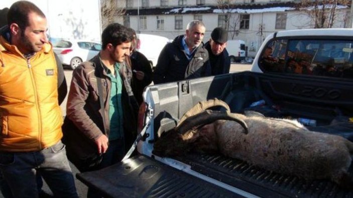 Dağ keçisi vuran kaçak avcılara 15 bin lira ceza