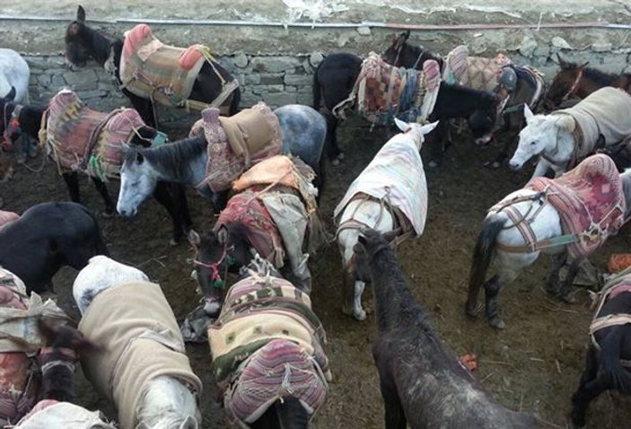 Kaçakçılıkta kullanılan katırlar İran'a kaçtı