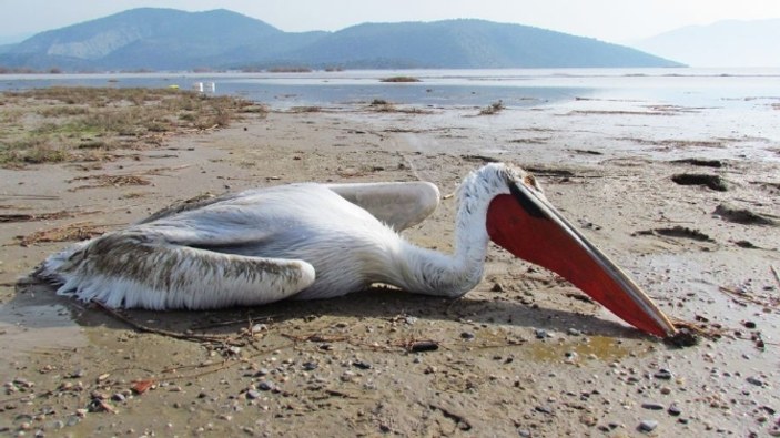 Bafa Gölü'nde koruma altında yaşayan pelikan öldürüldü
