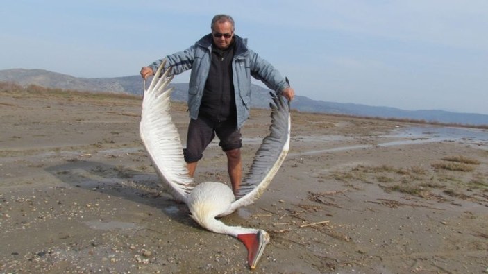 Bafa Gölü'nde koruma altında yaşayan pelikan öldürüldü