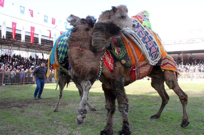 Antalya'da develer güreşti sahipleri kavga etti
