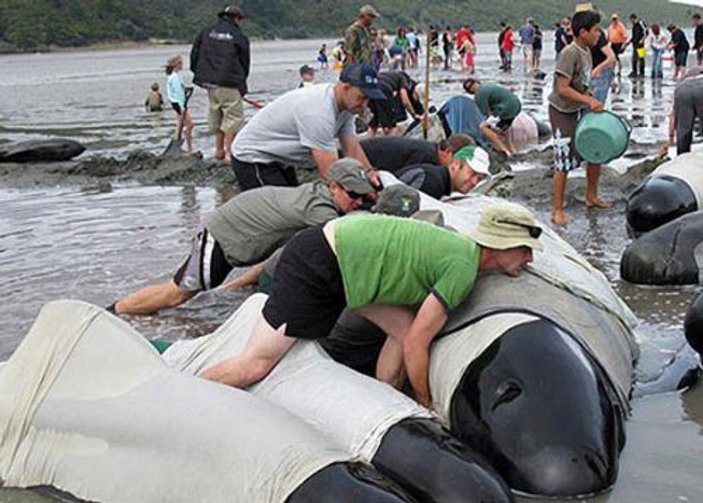 Yeni Zelanda'da 200 balina intihar etti