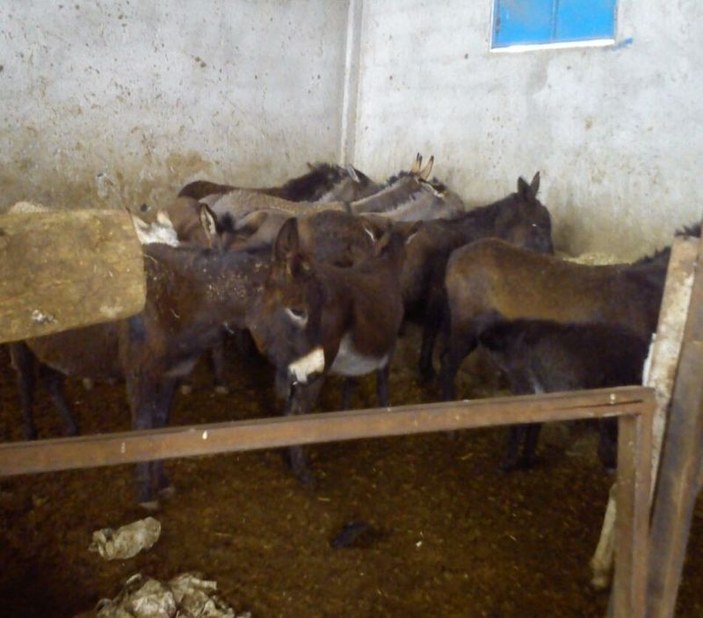 Adana'da at ve eşek eti operasyonu