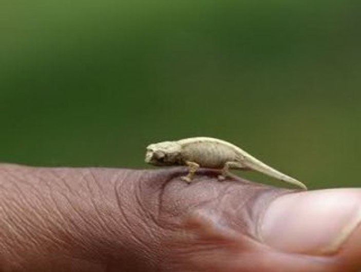 bukalemun