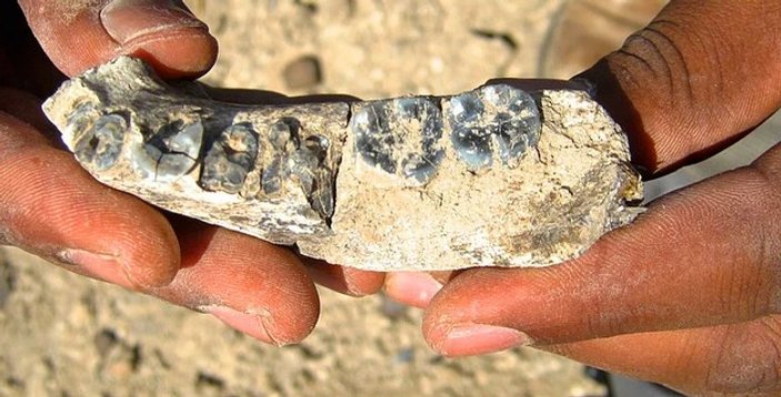 İlk insandan 400 bin yıl yaşlı kemik bulundu