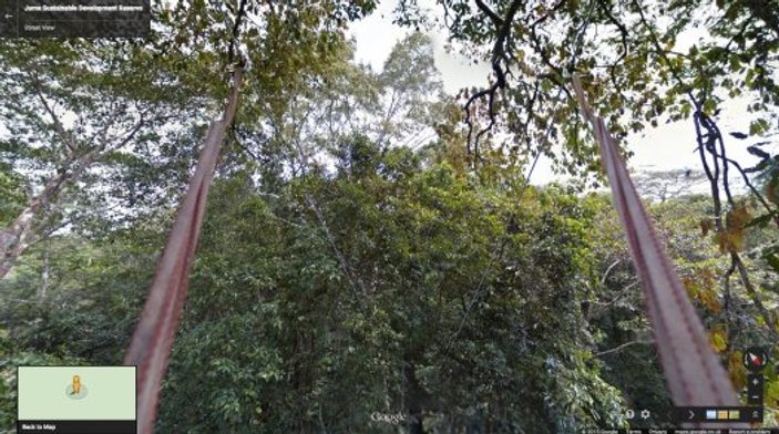 Google Amazon ormanlarını görüntüledi