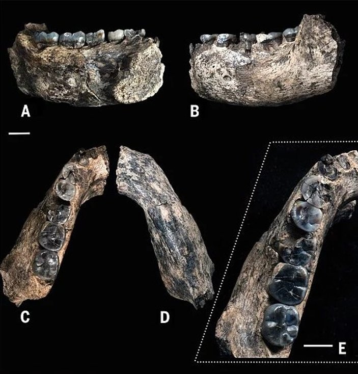 İlk insandan 400 bin yıl yaşlı kemik bulundu