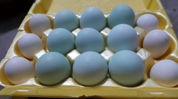 Bursa'da süs tavukları 10 bin liraya kadar alıcı buluyor