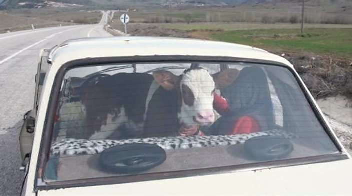 Yozgat'ta buzağı otomobille veterinere götürüldü