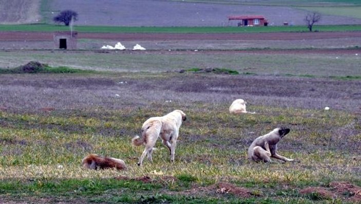 Eskişehir'de köpekler genç bir kadını parçaladı