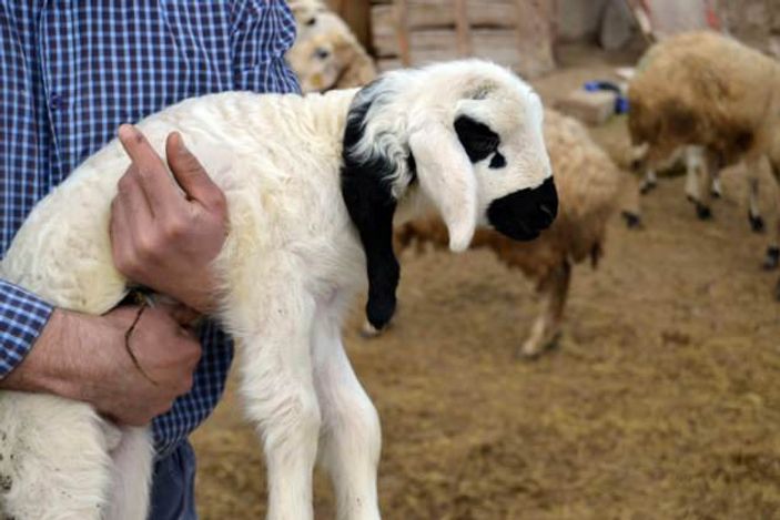 Konya'da 5 ayaklı kuzu doğdu