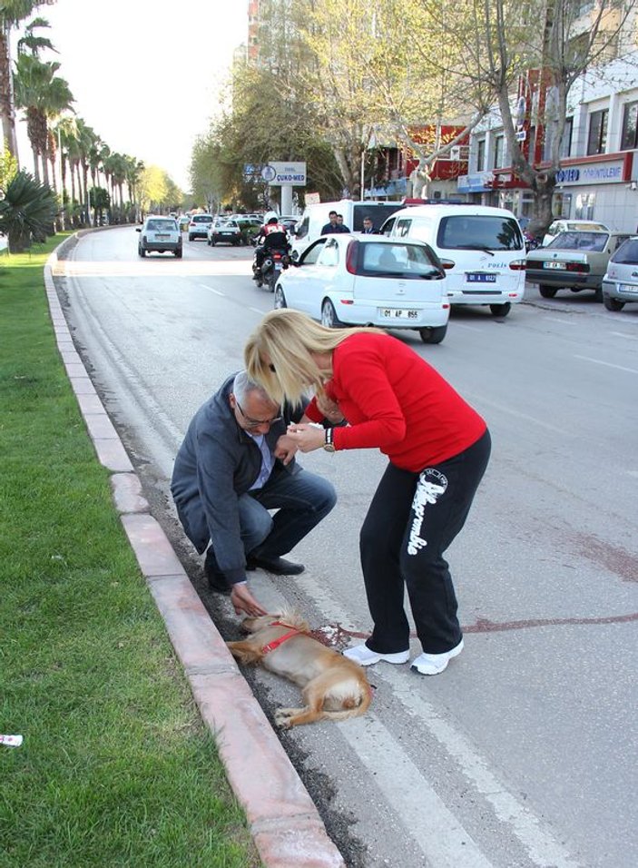 Adana'da köpeği ölen kadın köpeğinin başında saatlerce ağladı