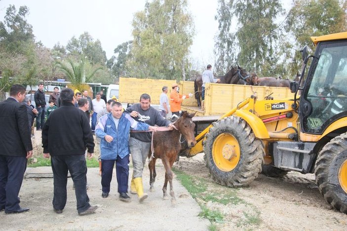 Adana'da 2 ton at eti ele geçirildi