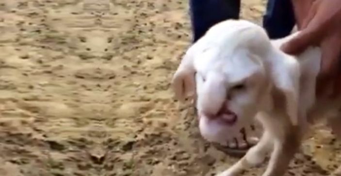 Rusya'da insan yüzlü kuzu doğdu