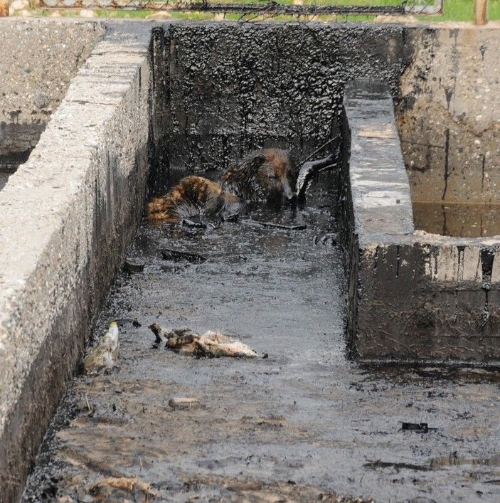 Köylüler köpekleri için petrol kampına saldırdı