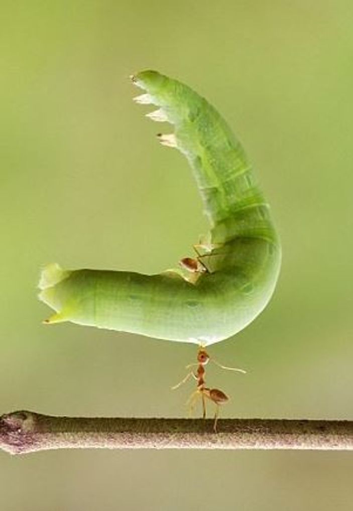 Karınca koca tırtılı sırtında taşıdı